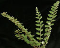 Cheilanthes sinnuata  Wavy Cloak Fern Plug plant £3.25
