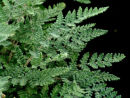 Cheilanthes tomentosa Hairy Lip Fern plug £1.95