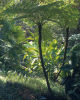 Cyathea cooperi- 'Brentwood' Australian Tree Fern Plug £3.50