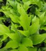 Cyrtomium falcatum 'Rochfordianum' 9cm £4.50