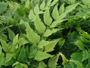 Cyrtomium fortunei 'Clivicola' Arching Japanese Holly Fern  9cm £3.75