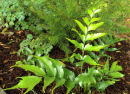 Cyrtomium falcatum Japanese Holly fern 9cm £3.75