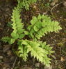 Cyrtomium fortunei- Hardy Japanese Holly Fern 9cm £3.75