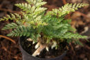 Davallia mariesii Hardy hare's Foot Fern Plug £3.25