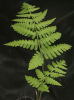 Deparia okuboana-japanese Glade Fern Sold out