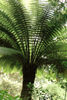 Dicksonia antarctica-Smooth Tree Fern Sold out