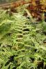 Dryopteris affinis 'Polydactyla Dadds' Many Fingered Male Fern 9cm £3.75