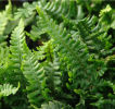 Dryopteris affinis 'Crispa Gracilis' 9cm £3.95