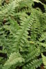 Dryopteris affinis  'Pinderi' Fern 9cm £3.75