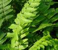 Dryopteris cycadina  Shaggy Shield Fern 9cm £3.95