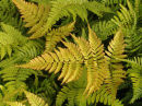 Dryopteris erythrosora ‘prolifica’- Japanese Rosy Buckler Fern 9cm £3.95 