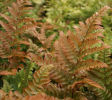 Dryopteris erythrosora Autumn Fern 9cm £3.75