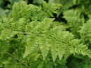 Dryopteris dilitata 'Crispa Whiteside' AGM 9cm £3.75