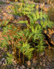 Matteuccia orientalis Oriental Ostrich Fern plug 2.25
