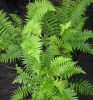 Dryopteris pseudofilix-mas- Mexican male Fern 9cm £4.95