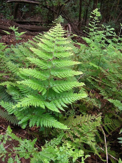 microlepia strigosa lace fern