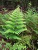 microlepia strigosa lace fern sold out for 2010
