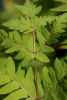 Osmunda regalis 'Purpurescens' Purple Royal fern plug £1.95