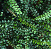 Pellaea rotundifolia Button Fern plug £3.25
