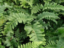 Polypodium vulgare 'Bifido-Multifidum' plug £1.95