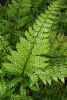 Polystichum makinoi Makino's Holly Fern 9cm £3.95