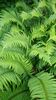 Polystichum munitum Western Sword Fern AGM 9cm £3.75