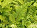 Polystichum polyplepharum-  Japanese Tassle Fern 9cm £3.75