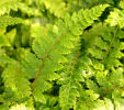 The very best evergreen fern collection- 7 named ferns £33.00 including delivery!