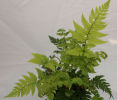 Polystichum rigens- Holly Fern 9cm £3.75