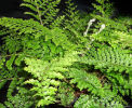 Polystichum setiferum 'Plumosum Densum' 9cm £3.75