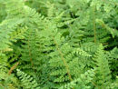 Polystichum setiferum 'Herrenhausen'  9cm 3.75