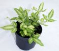 Pteris cretica 'Albolineata' 9cm £4.50