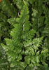Rumohra adiantiformis- Florist's Leather Fern 9cm pot £3.95
