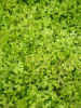 Selaginella kraussiana 'Aurea' Krauss's Gold Spikemoss 9cm £4.95