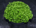Selaginella Kraussiana 'Brownii'- Compact Spikemoss 9cm pot £4.95