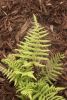 Thelypteris kunthii- Southern Shield Fern 9cm £3.75