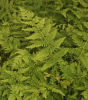 Thelypteris ovata Var. Lindheimeri Oval maiden Fern 9cm pot £3.75