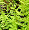 Thelypteris palustris- Marsh Fern plug £1.95