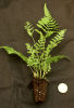 Typical plug plant with one Euro coin for scale