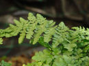 Woodsia obtusa Blunt-lobed Woodsia 9cm £3.75