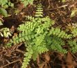 Adiantum aleuticum 'Imbricatum' Dwarf Aleutian maidenhair Sold out