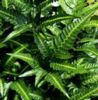 Arachniodes simplicior East Indian Holly Fern 9cm £4.95