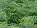  Pteridium aquilinum Bracken 9cm £3.75