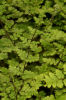 Cheilanthes lanosa- Wooly Lip Fern 9cm plant £3.95