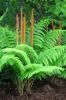 Osmunda cinnamomea-  Cinnamon Fern 9cm £4.50