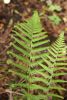 Dryopteris filix-mas 'Furcans' Forked Male Fern 9cm £3.75
