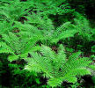 Dryopteris crasshirizoma Thick-Stemmed Wood Fern 9cm £3.95