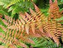 Dryopteris erythrosora 'Brilliance'-  Brilliant red Buckler Fern Plug £2.25