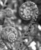 Ferns for Dry Shade Collection. 7 named ferns £33.00 including delivery