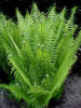 Matteuccia struthiopteris Ostrich Fern 9cm £3.75
